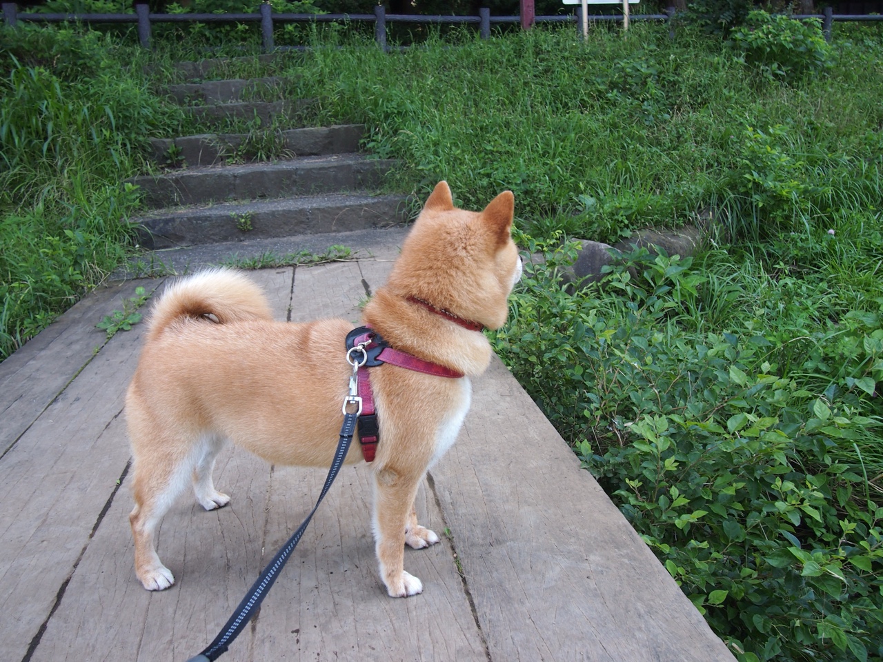 美加墨世界杯焦点战,北京队战术革新,完胜火箭引全球瞩目